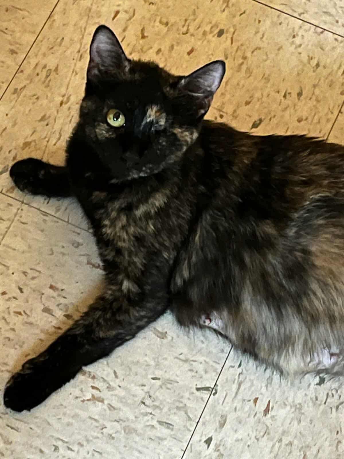 Trudie, an adoptable Domestic Short Hair in Eureka, CA, 95503 | Photo Image 2