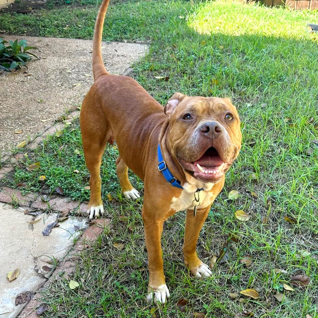Enlarge Wally, a Adoptable mixed breed in Auburn, MA image 1/6