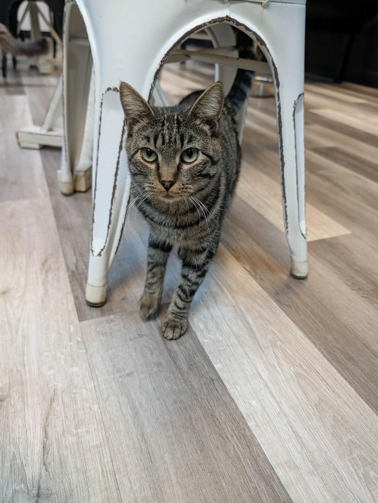 Enlarge Chester, a Adoptable Tabby in Grand Junction, CO image 1/2