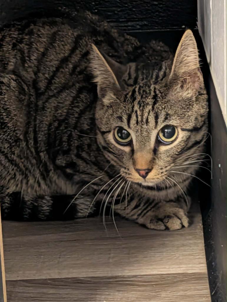 Enlarge Chester, a Adoptable Tabby in Grand Junction, CO image 2/2