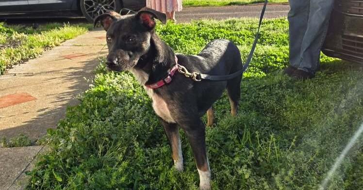Enlarge Jade, a Adoptable mixed breed in McMinnville, TN image 1/4