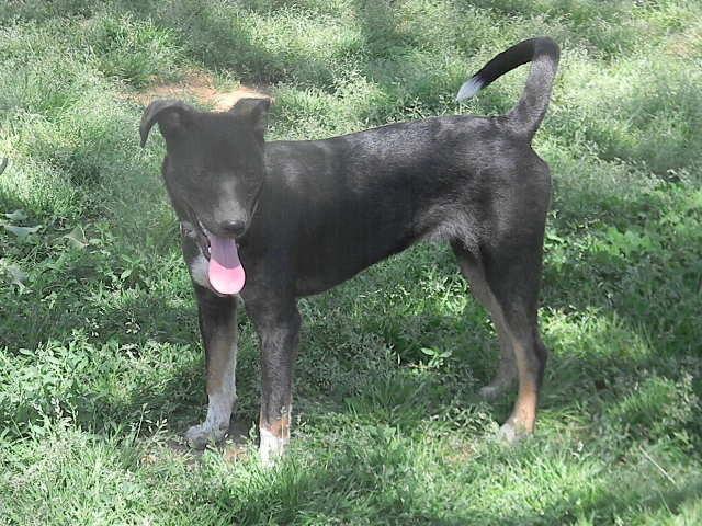 Enlarge Jade, a Adoptable mixed breed in McMinnville, TN image 2/4