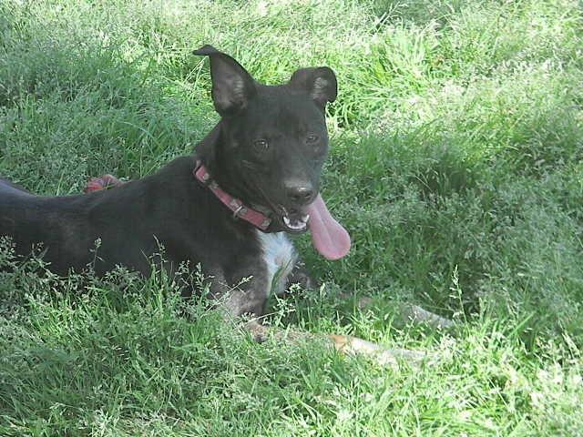 Enlarge Jade, a Adoptable mixed breed in McMinnville, TN image 3/4