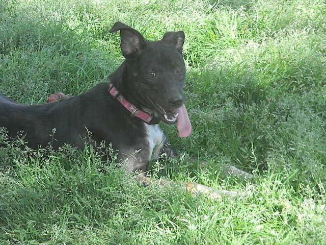 Enlarge Jade, a Adoptable mixed breed in McMinnville, TN image 4/4