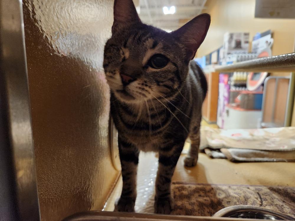 Stormy, Adoptable, Adult Female Domestic Short Hair.