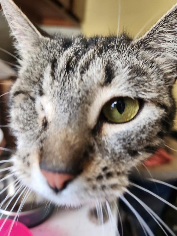 Enlarge Stormy, a Adoptable mixed breed in Oakville, CT image 2/3