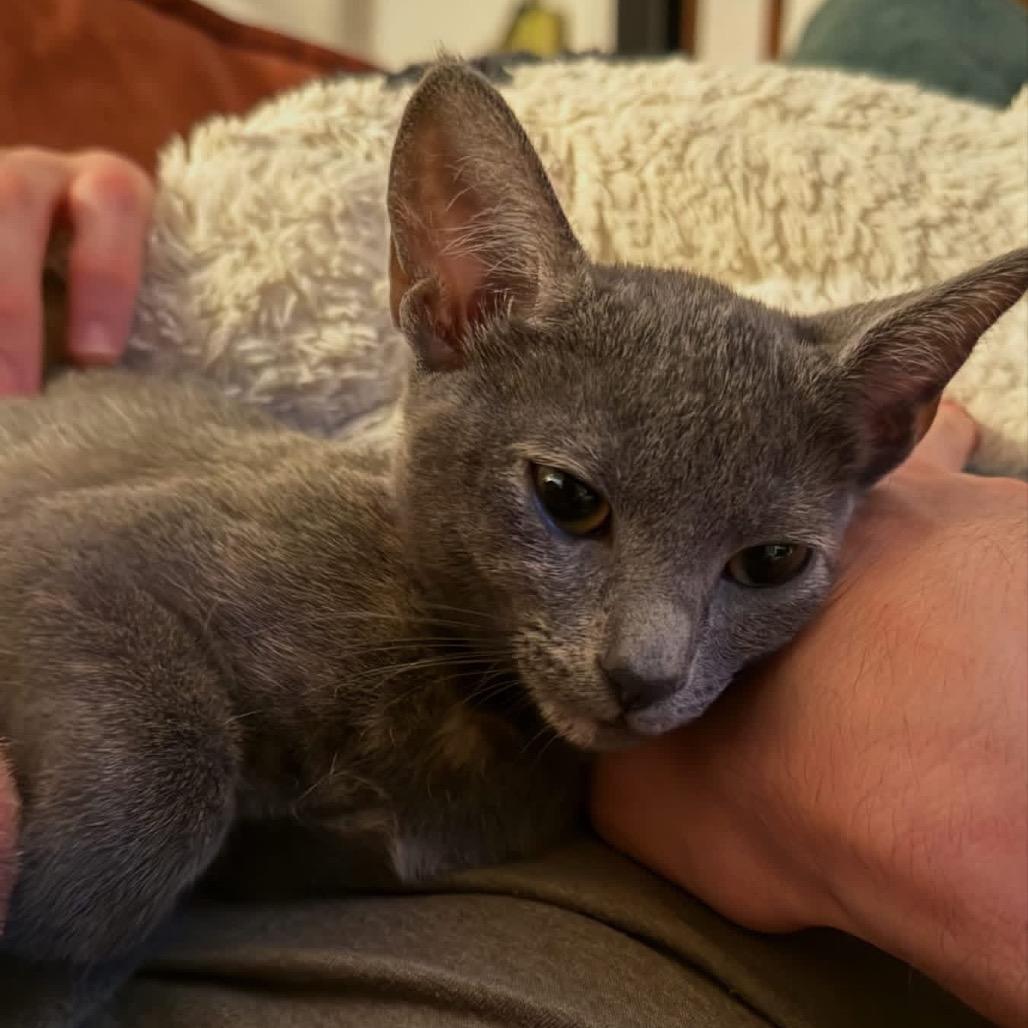 Mitzi Mae -EF, Adoptable, Kitten Female Domestic Short Hair.