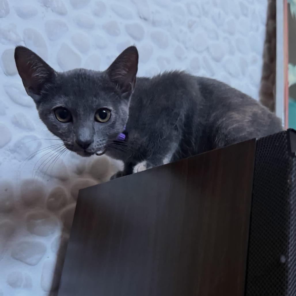 Enlarge Mitzi Mae -EF, a Adoptable Domestic Short Hair in Tallahassee, FL image 3/4