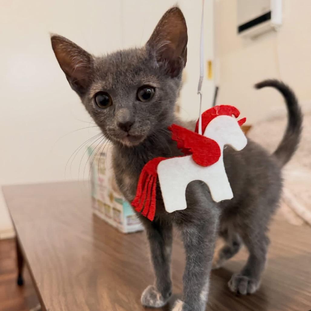 Enlarge Mitzi Mae -EF, a Adoptable Domestic Short Hair in Tallahassee, FL image 4/4