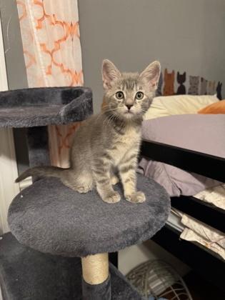 Fettucine, Adoptable, Kitten Female Domestic Short Hair.