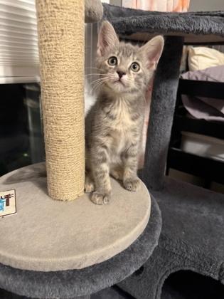 Enlarge Fettucine, a Adoptable Domestic Short Hair in Edmond, OK image 3/3
