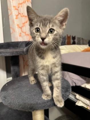 Enlarge Fettucine, a Adoptable Domestic Short Hair in Edmond, OK image 2/3