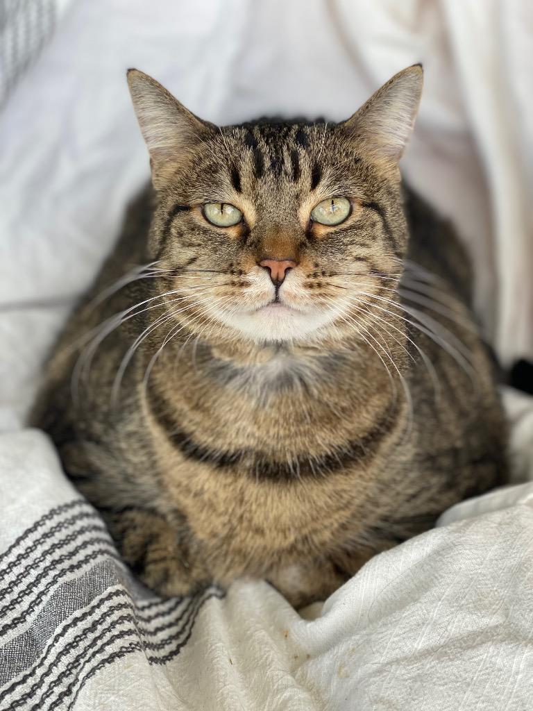 Enlarge Regina, a Adoptable Domestic Short Hair in Decorah, IA image 1/6