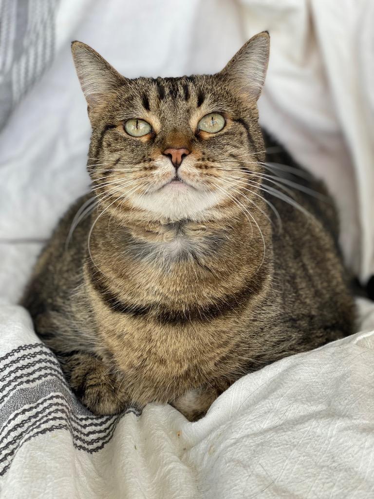 Enlarge Regina, a Adoptable Domestic Short Hair in Decorah, IA image 2/6