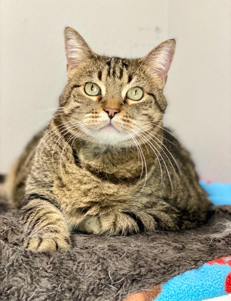 Enlarge Regina, a Adoptable Domestic Short Hair in Decorah, IA image 1/4