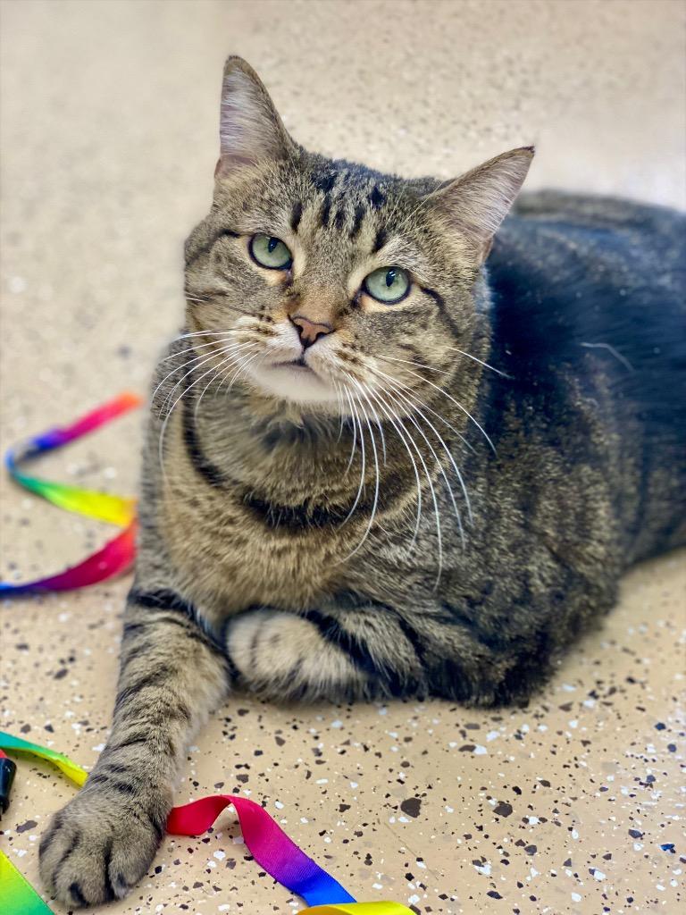 Enlarge Regina, a Adoptable Domestic Short Hair in Decorah, IA image 2/4