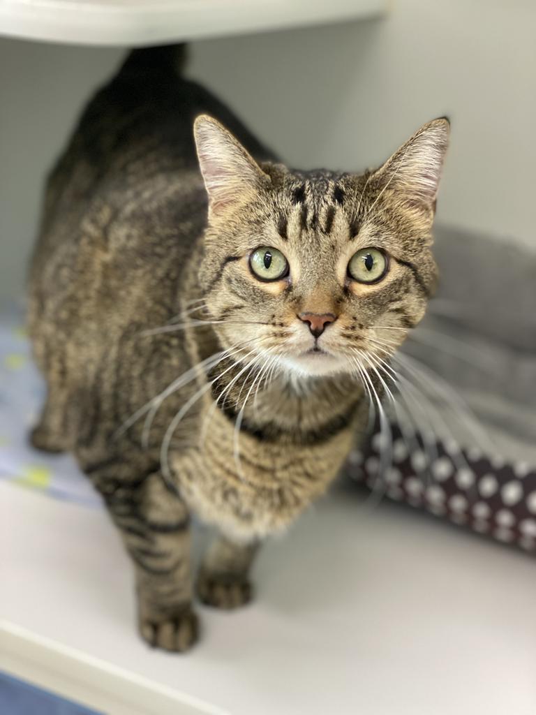 Reginald, Adoptable, Senior Male Domestic Short Hair.