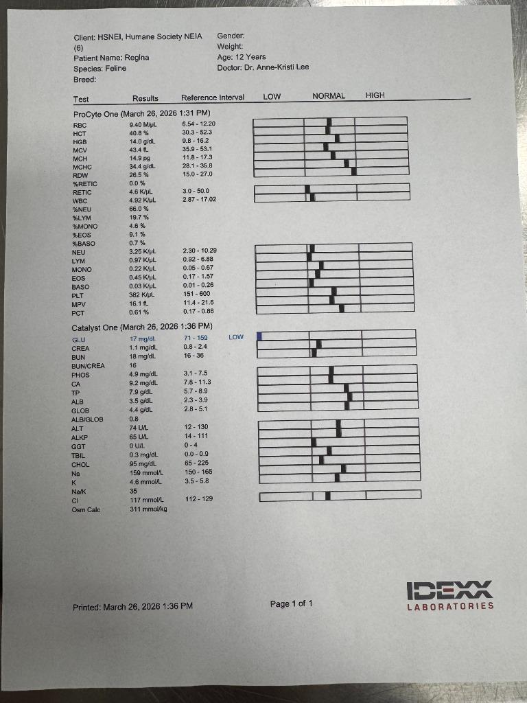 Enlarge Regina, a Adoptable Domestic Short Hair in Decorah, IA image 4/4