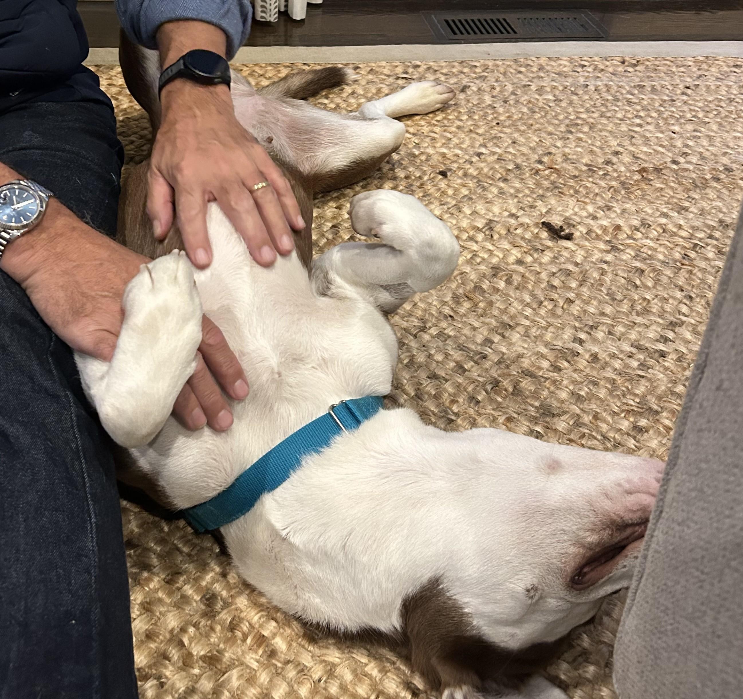 Millie, a Adoptable mixed breed in Norwalk, CT image 5/6