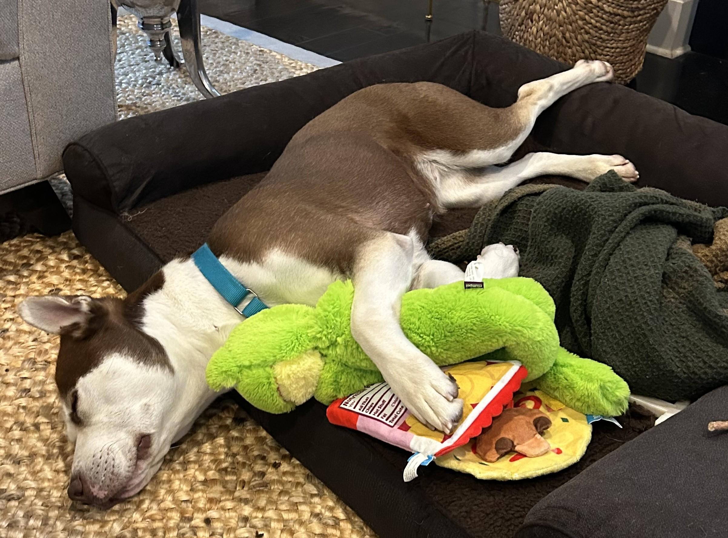 Millie, a Adoptable mixed breed in Norwalk, CT image 3/6