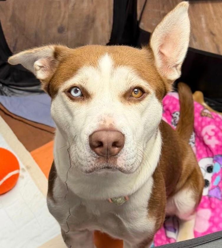 Millie, a Adoptable mixed breed in Norwalk, CT image 1/2