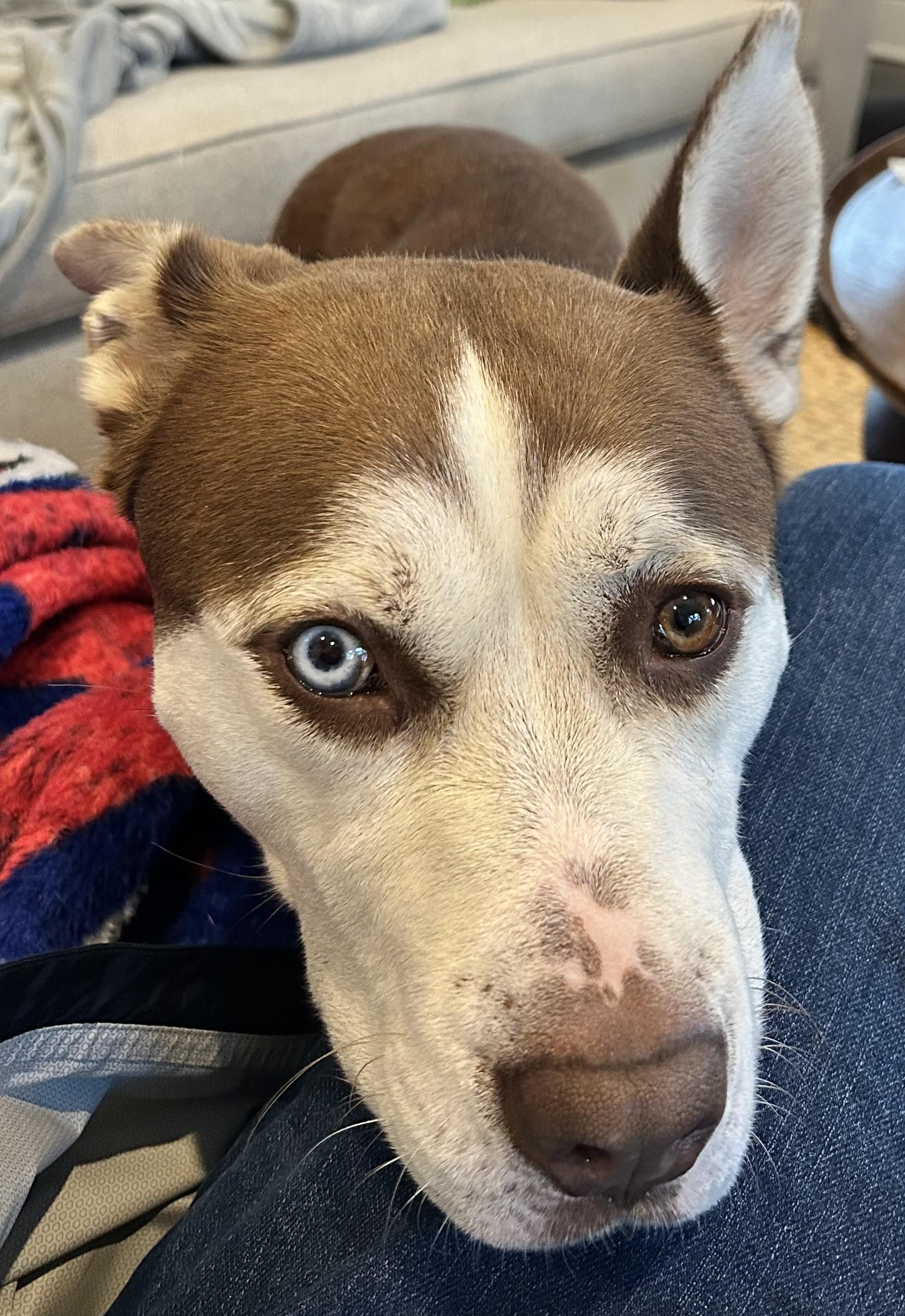 Millie, Adoptable, Adult Female Husky & Pit Bull Terrier.