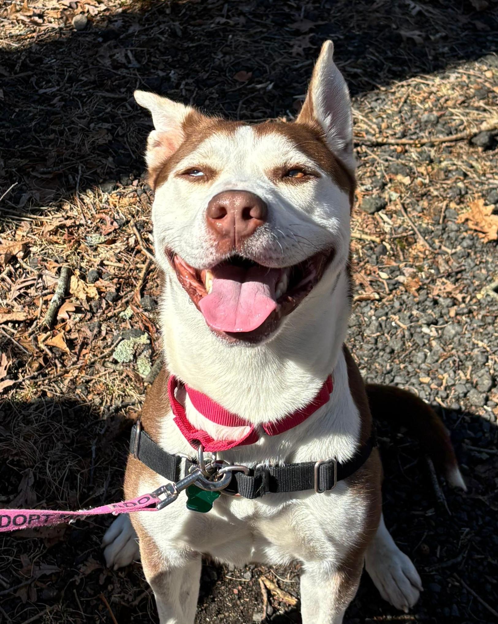 Millie, a Adoptable mixed breed in Norwalk, CT image 1/6