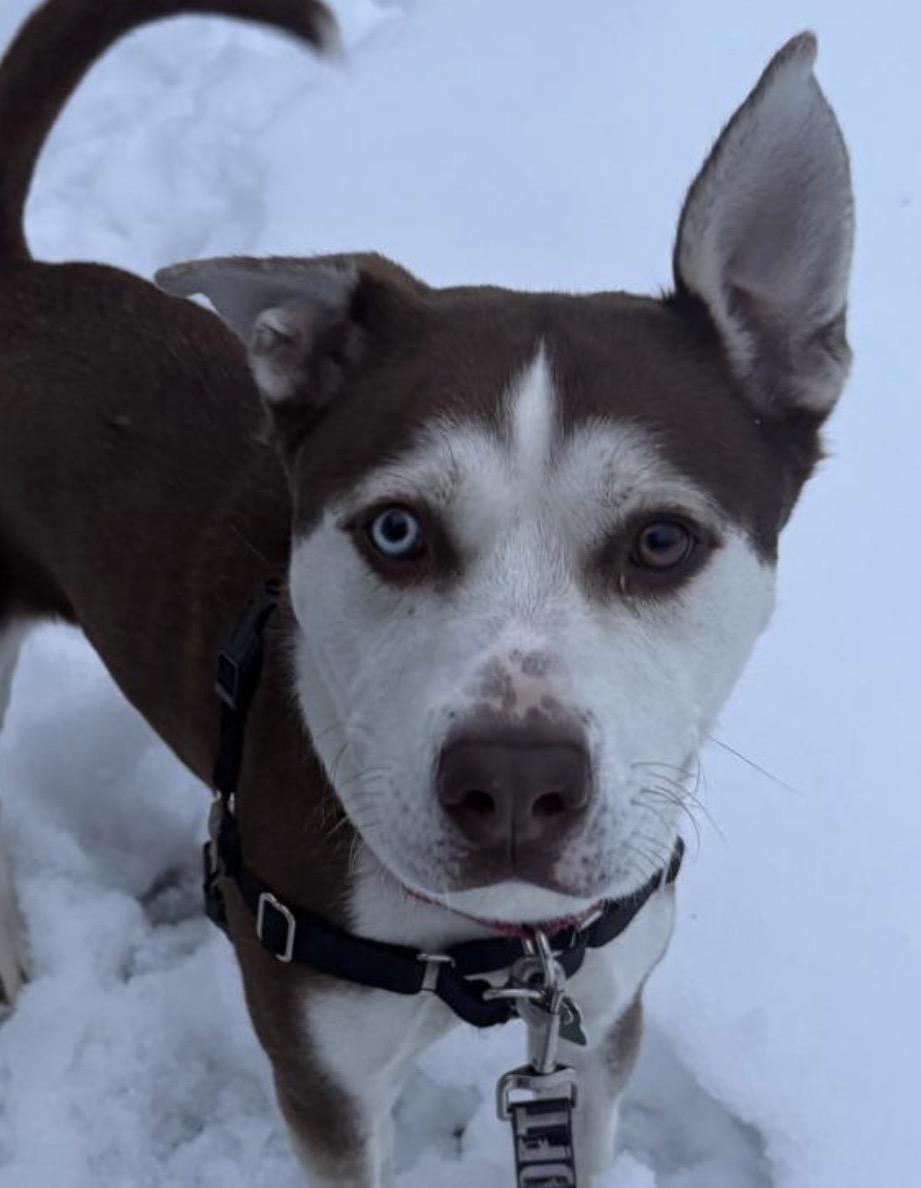 Millie, Adoptable, Adult Female Husky & Pit Bull Terrier.