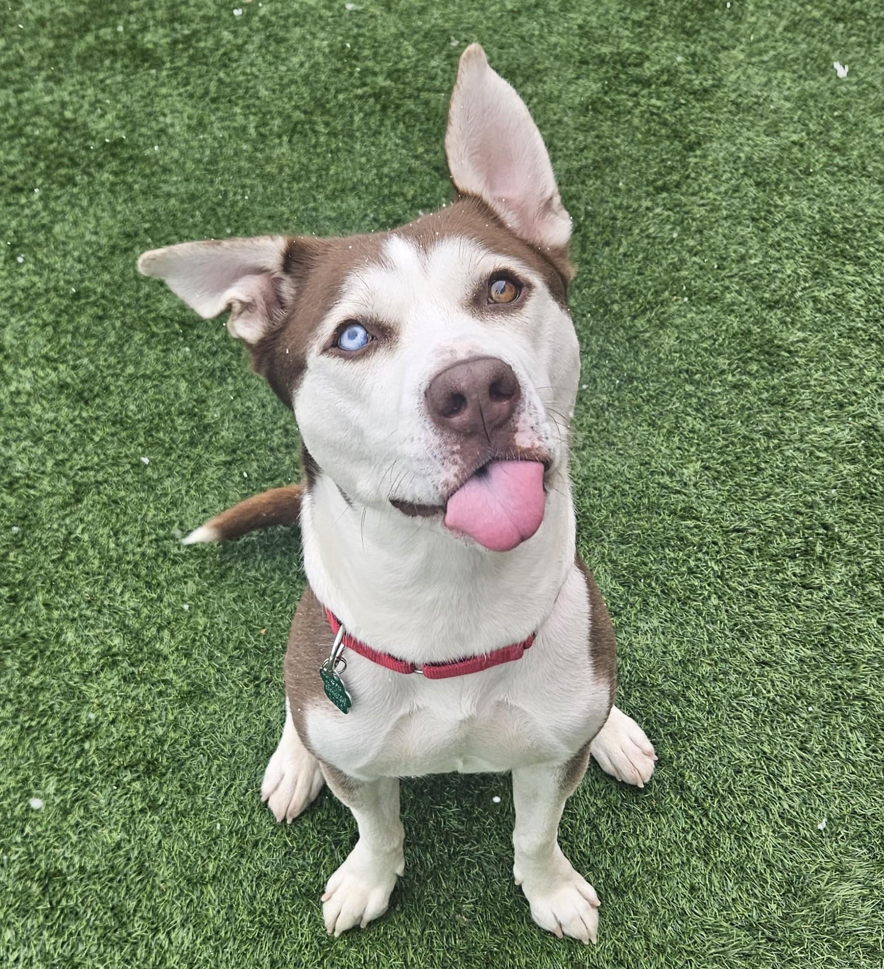 Enlarge Millie, a Adoptable mixed breed in Norwalk, CT image 1/6