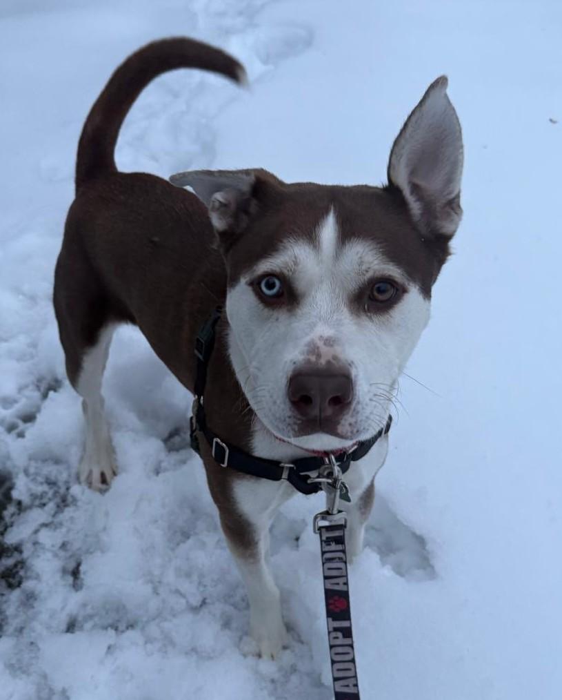 Enlarge Millie, a Adoptable mixed breed in Norwalk, CT image 2/6