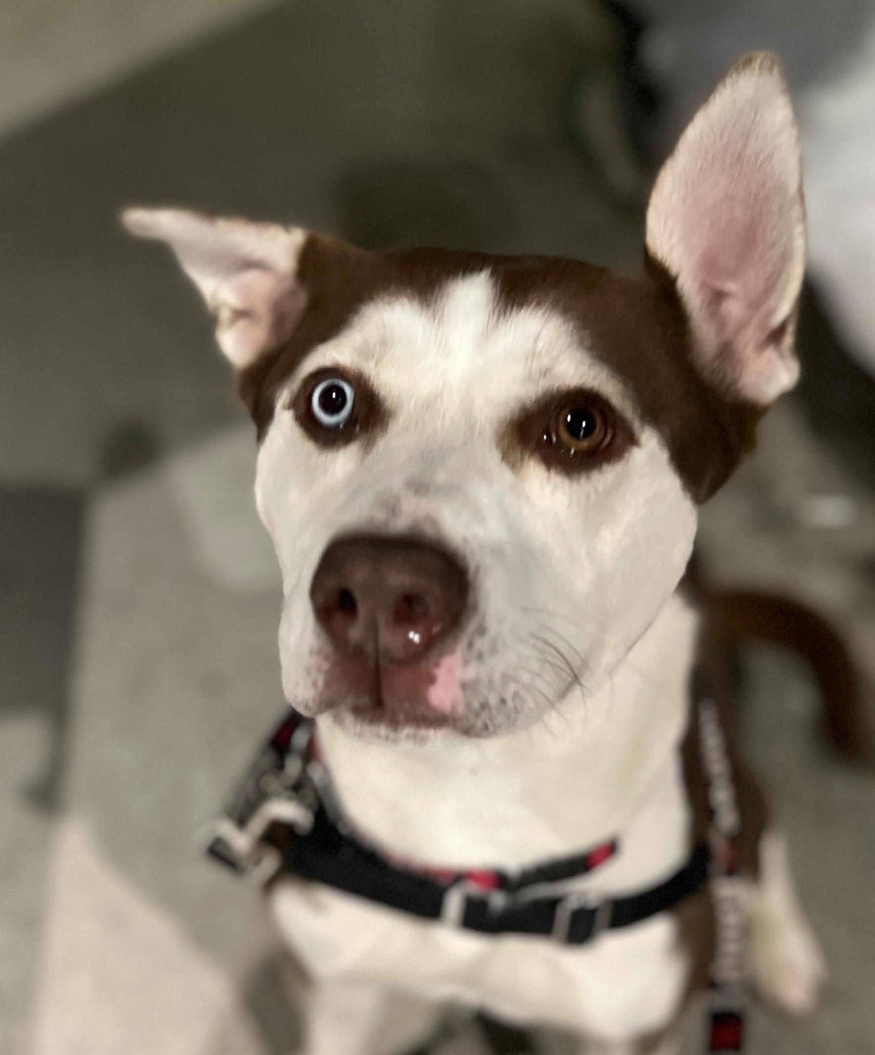 Enlarge Millie, a Adoptable mixed breed in Norwalk, CT image 3/6