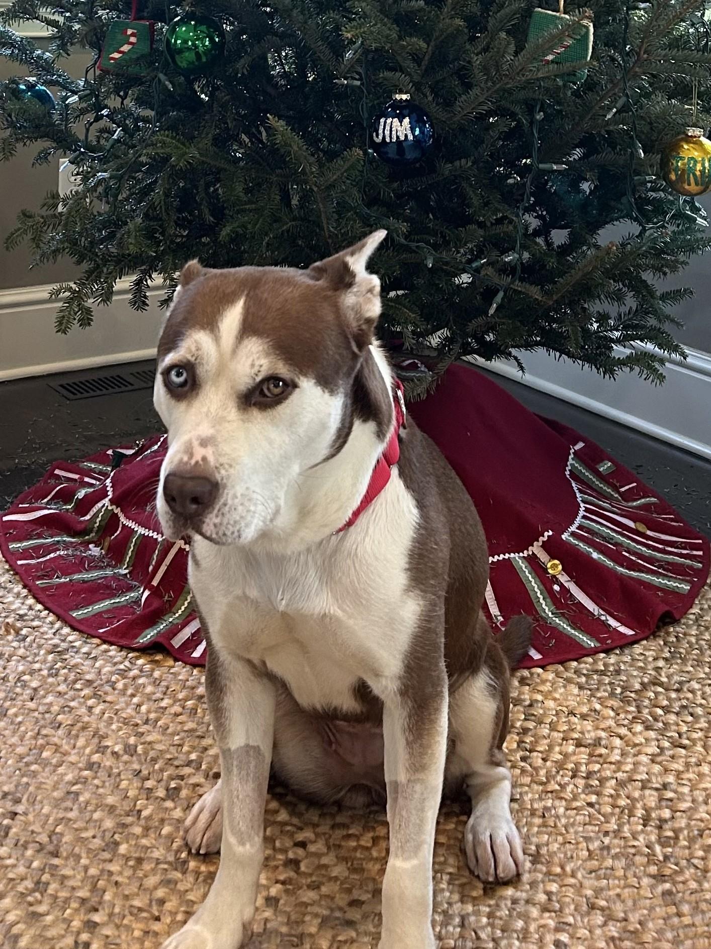 Millie, a Adoptable mixed breed in Norwalk, CT image 2/6