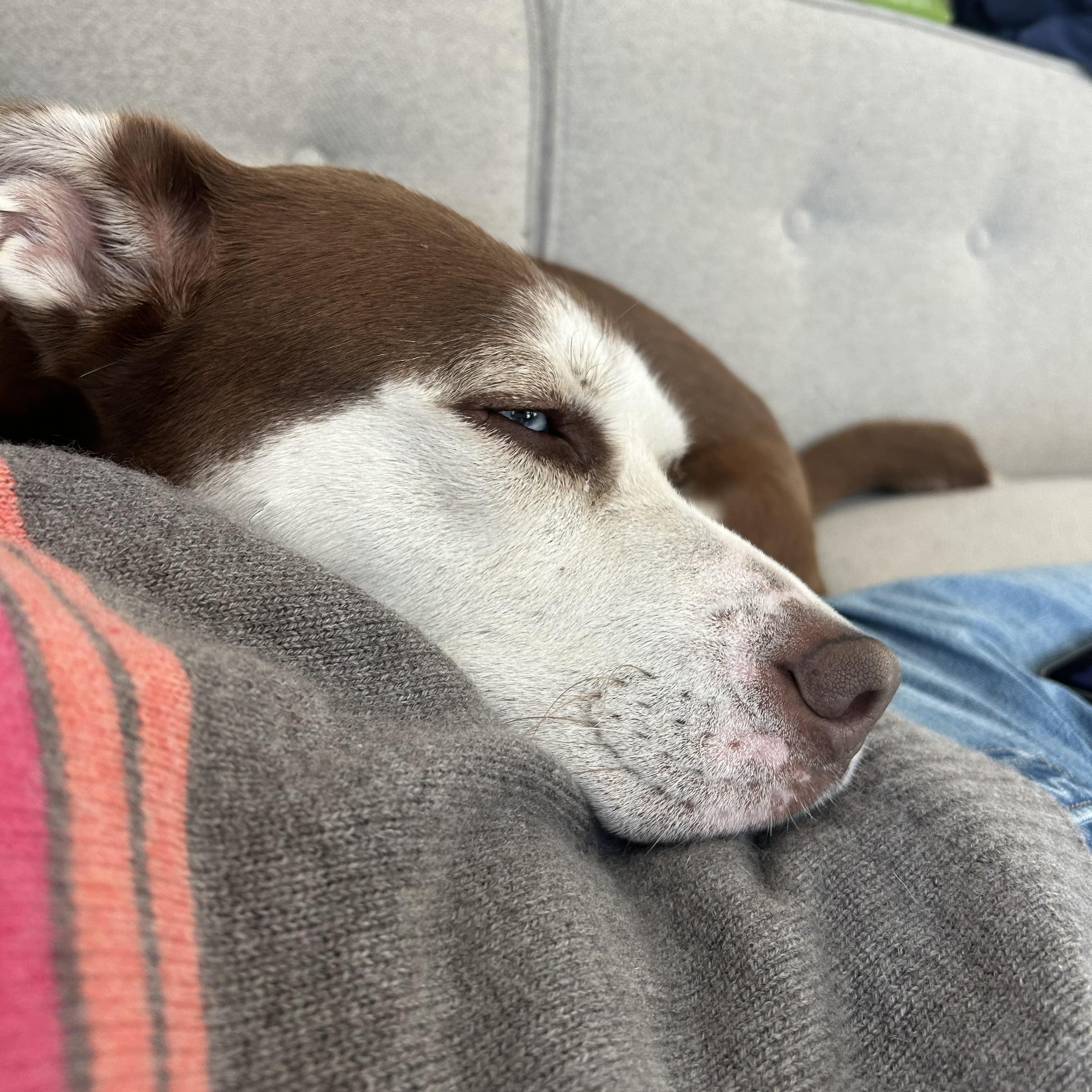 Millie, a Adoptable mixed breed in Norwalk, CT image 4/6