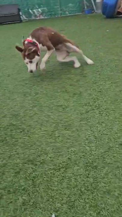 Enlarge Millie, a Adoptable mixed breed in Norwalk, CT video 5/6