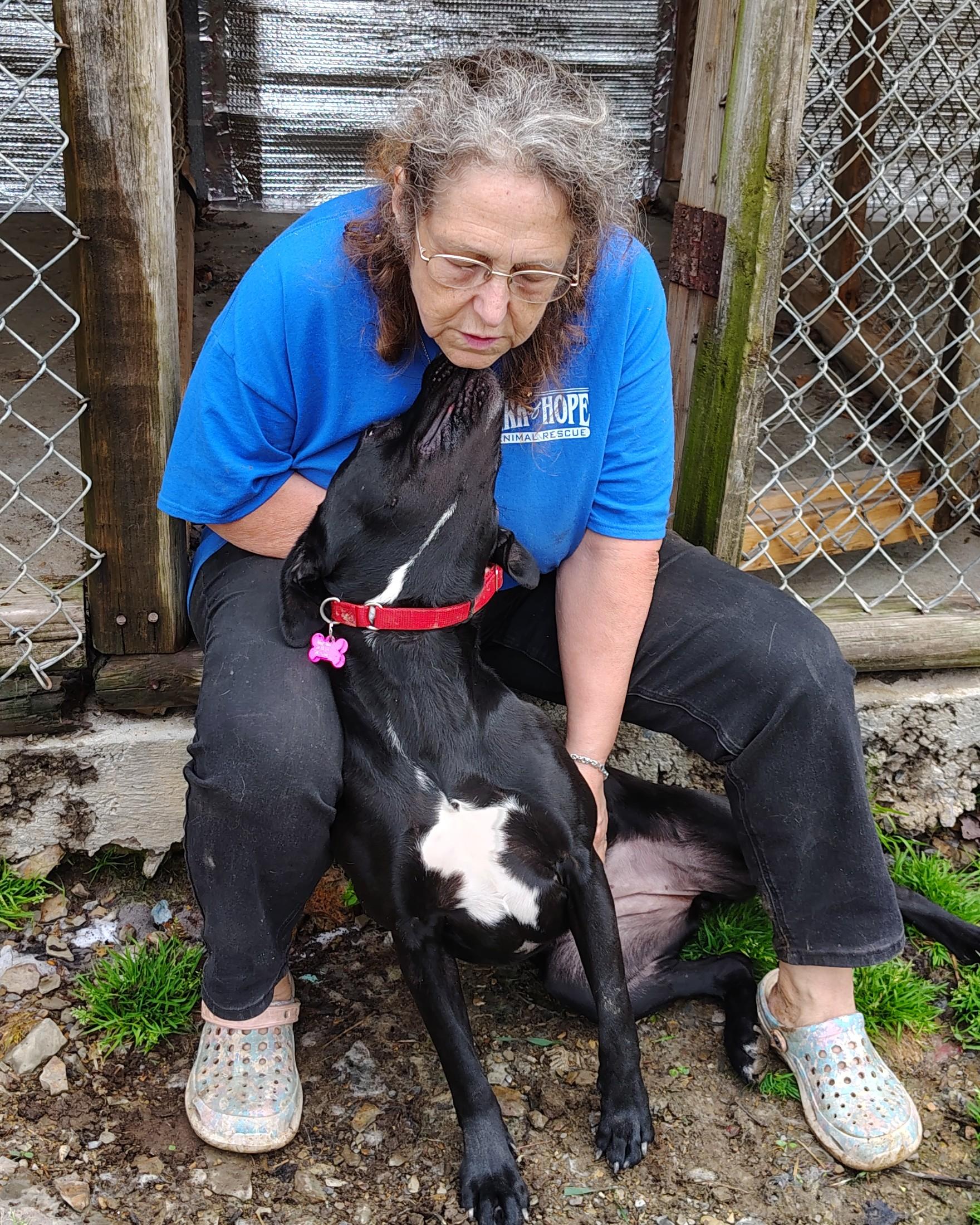 Enlarge Bella, a ADOPTABLE mixed breed in Oldtown, MD image 3/3