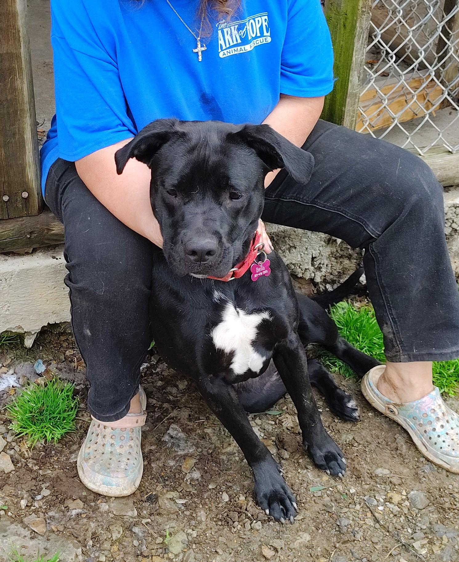 Bella, ADOPTABLE, Young Female Black Labrador Retriever & American Bully.