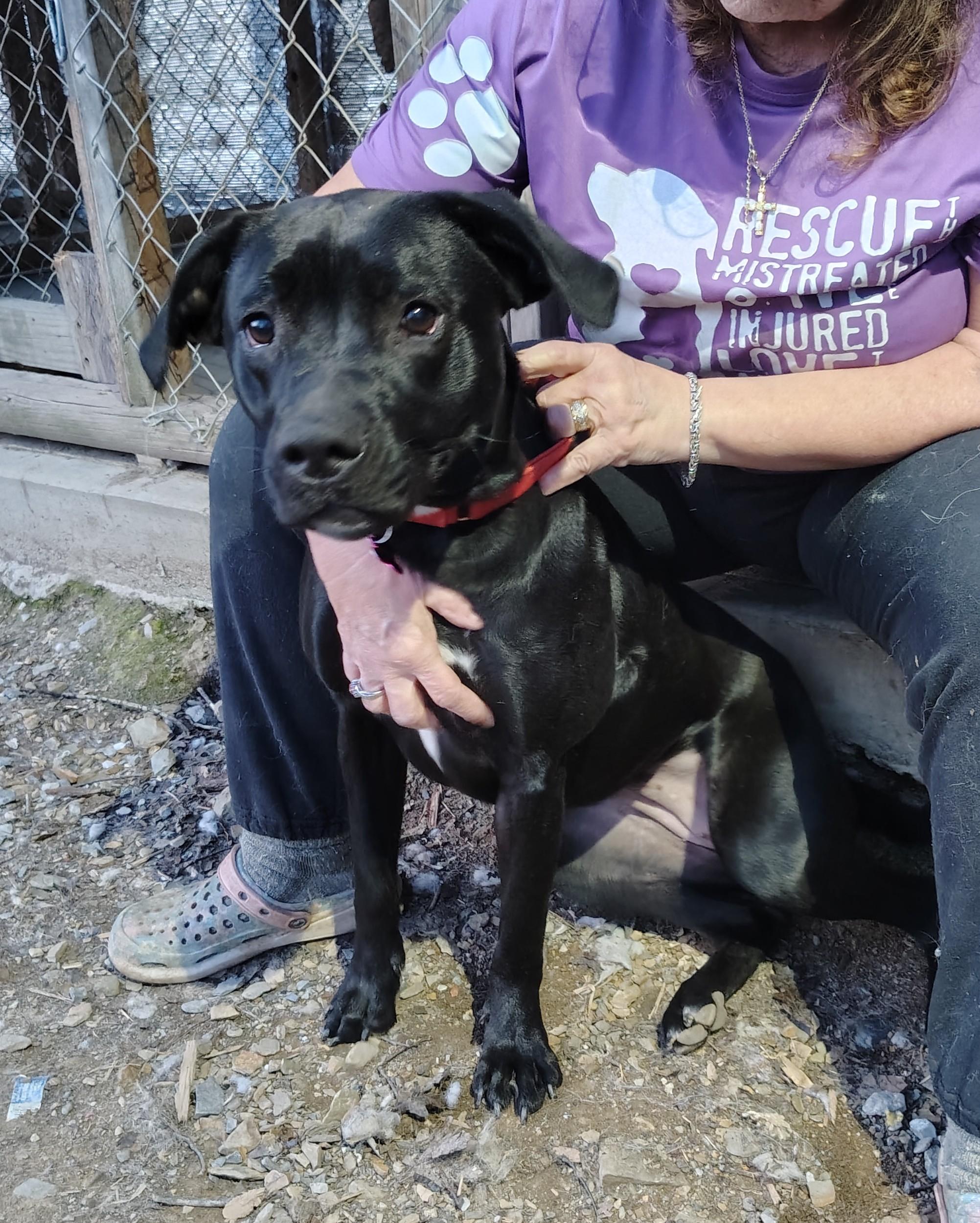 Enlarge Bella, a ADOPTABLE mixed breed in Oldtown, MD image 2/3