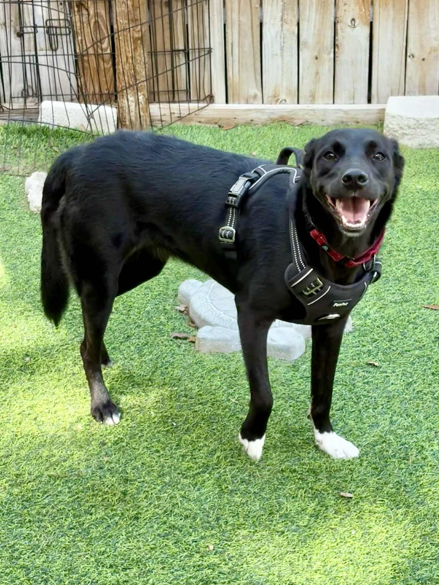 Enlarge MONICA- Needs a foster or adopter, a Adoptable mixed breed in Largo, FL image 4/6