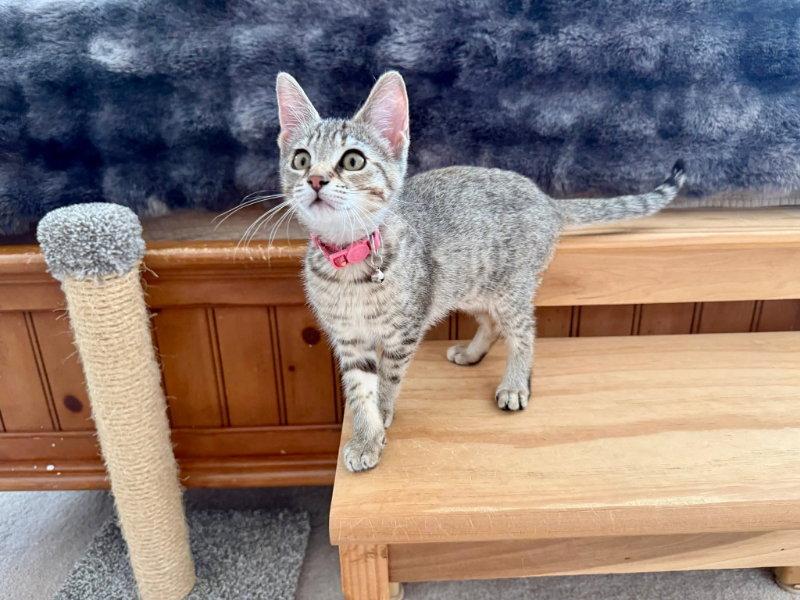 Hazelnut, a Adopted Tabby in Knoxville, TN image 1/3