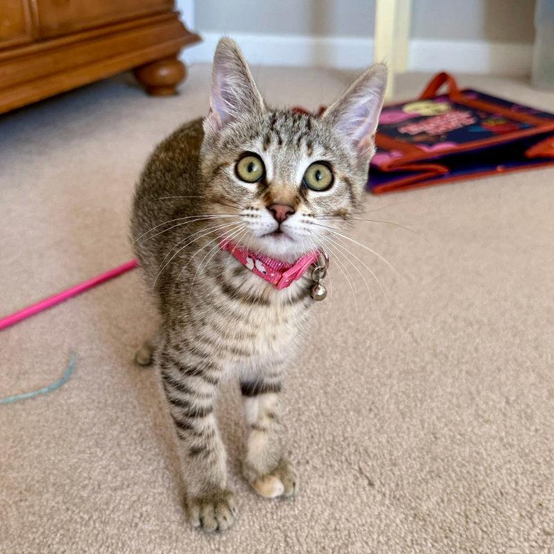 Hazelnut, a Adopted Tabby in Knoxville, TN image 2/3