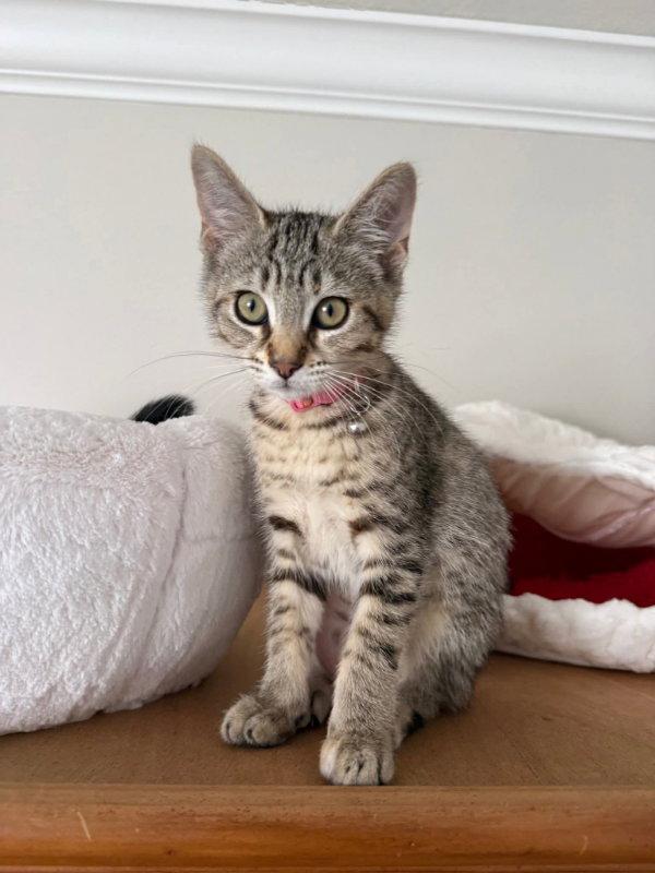 Hazelnut, a Adopted Tabby in Knoxville, TN image 3/3