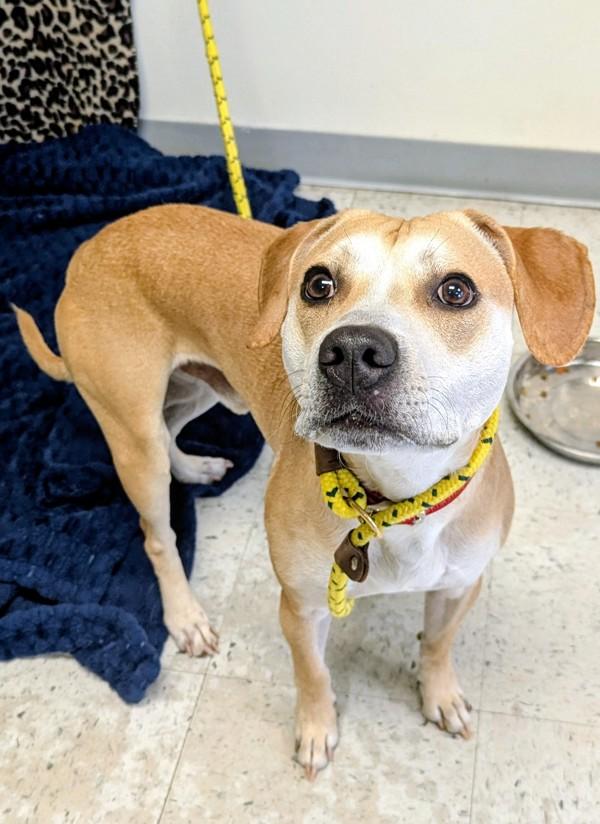 Milo, Adoptable, Adult Male Labrador Retriever & Pit Bull Terrier.