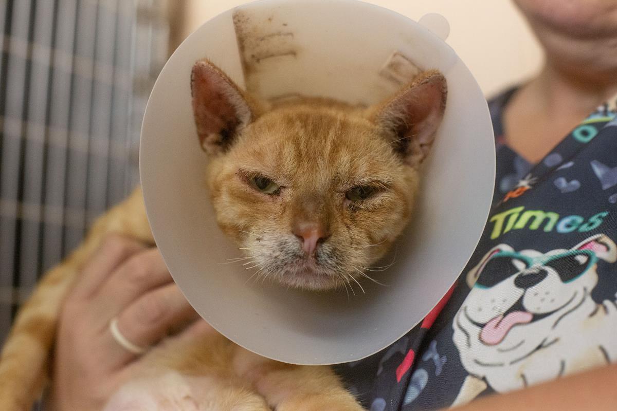 Cheeto, Adoptable, Senior Male Domestic Short Hair & Tabby.