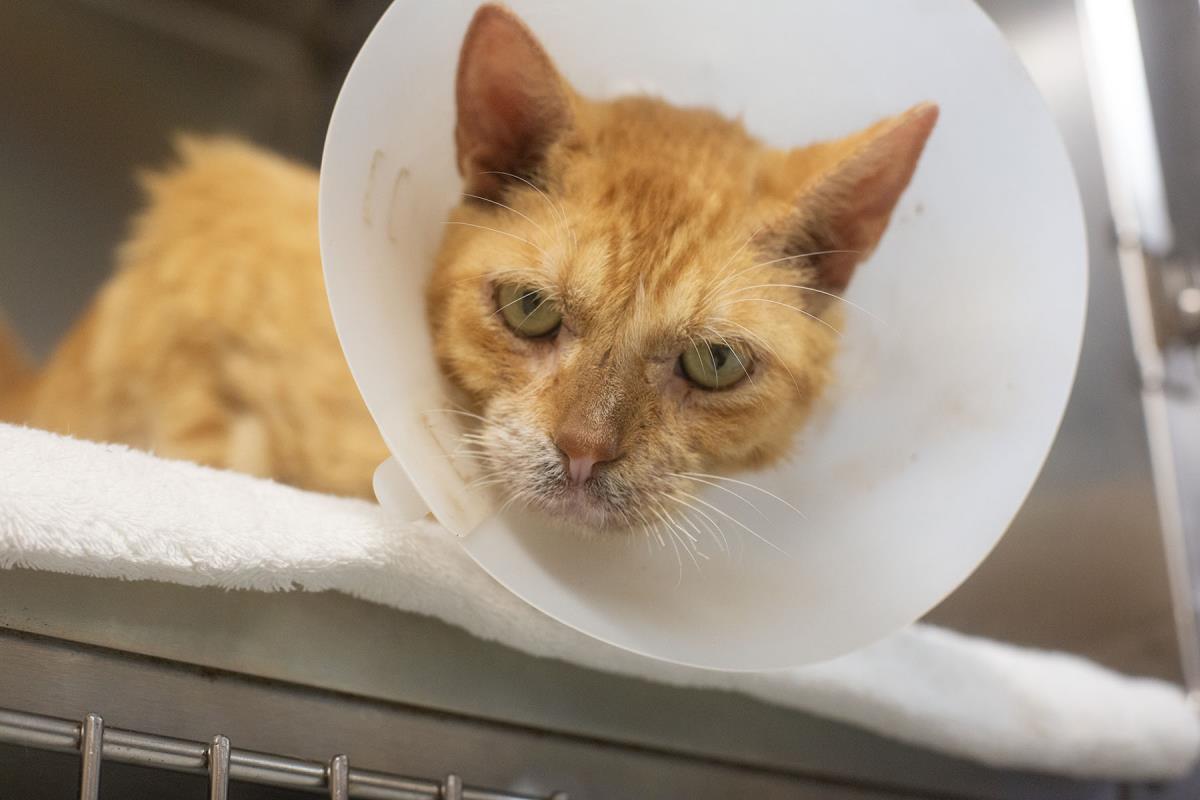 Cheeto, a Adoptable mixed breed in Mountain Home, AR image 2/3