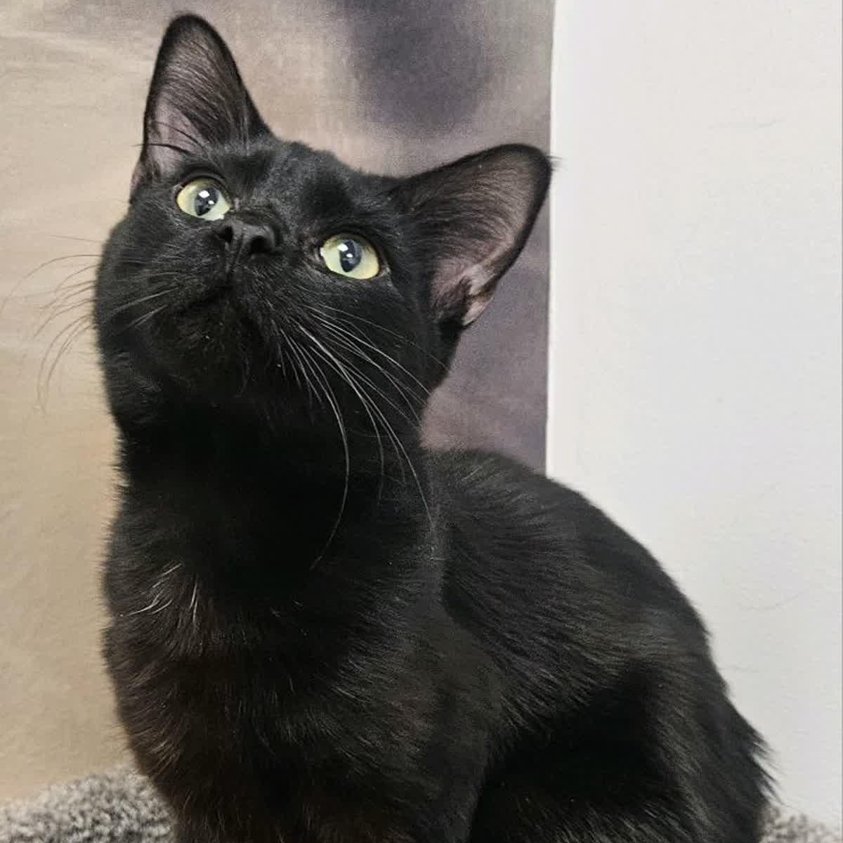 Midnight, Adopted, Young Male Domestic Short Hair.