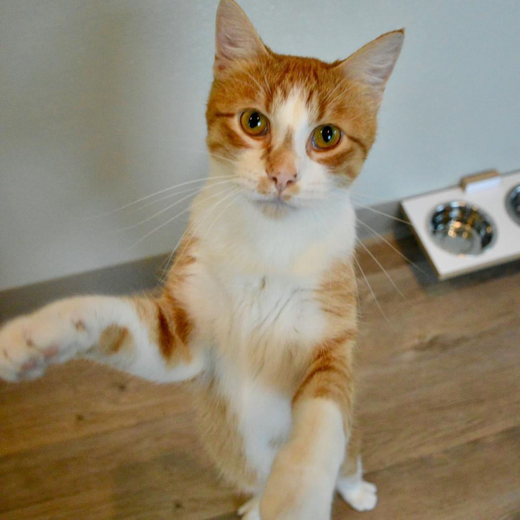 Finley, Adoptable, Adult Male Domestic Short Hair.