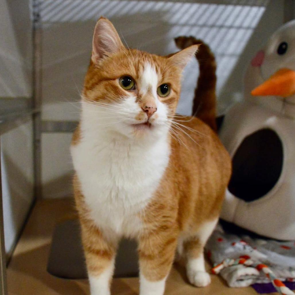 Enlarge Finley, a Adoptable Domestic Short Hair in Saint Charles, MO image 2/4