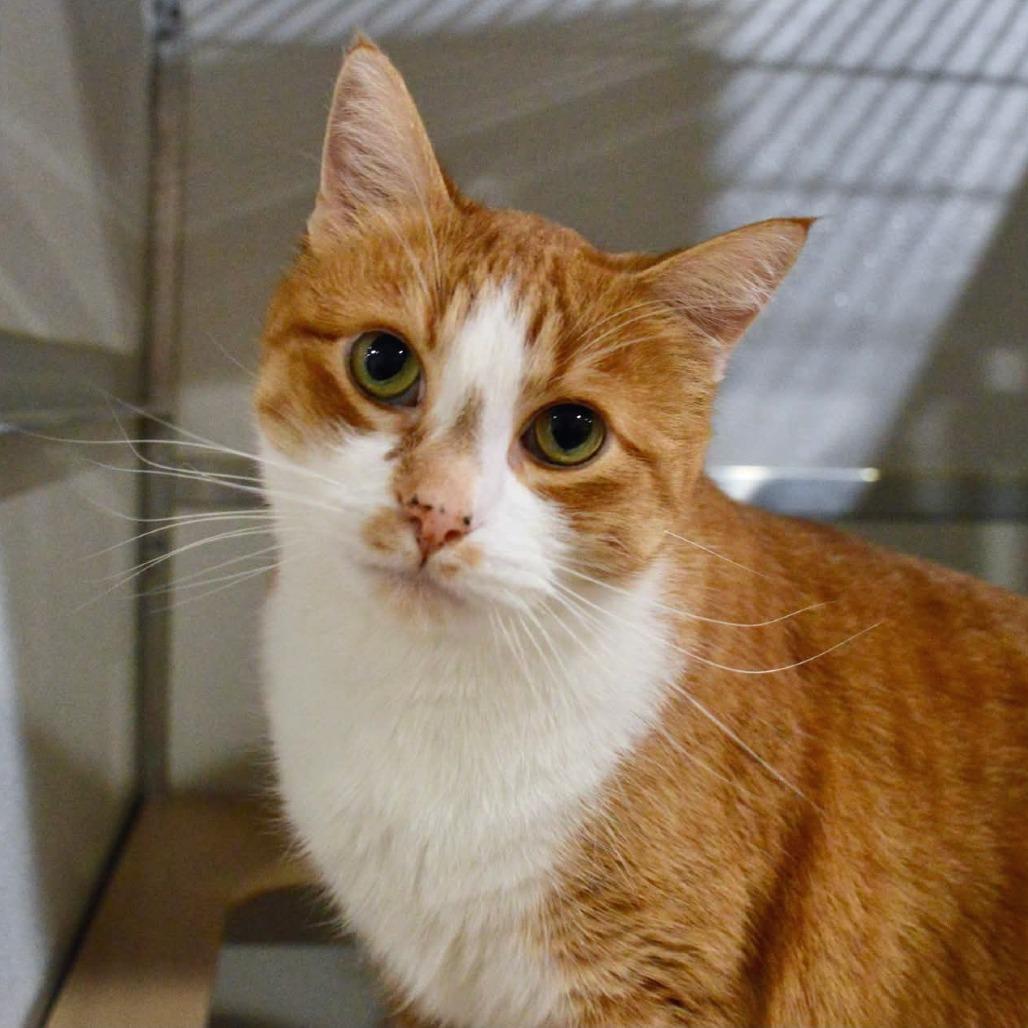 Enlarge Finley, a Adoptable Domestic Short Hair in Saint Charles, MO image 3/4