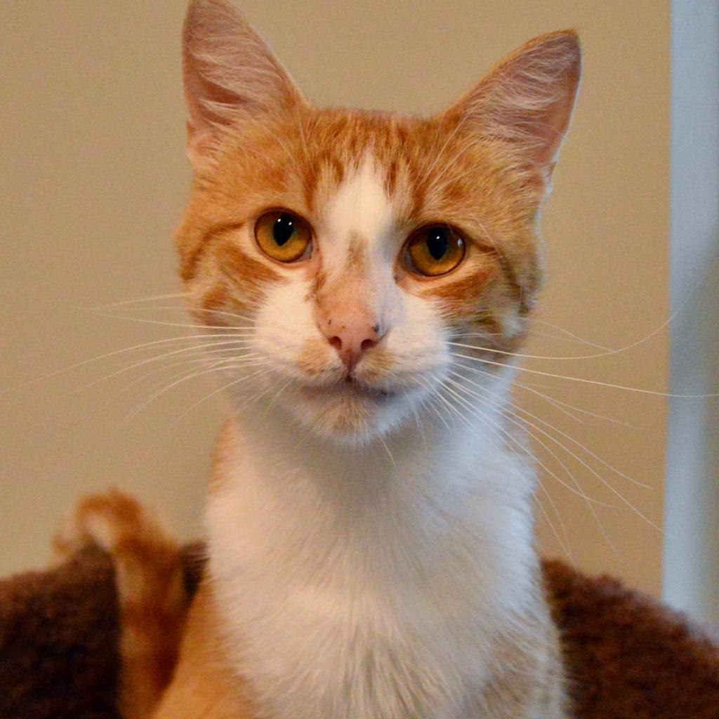 Enlarge Finley, a Adoptable Domestic Short Hair in Saint Charles, MO image 4/4