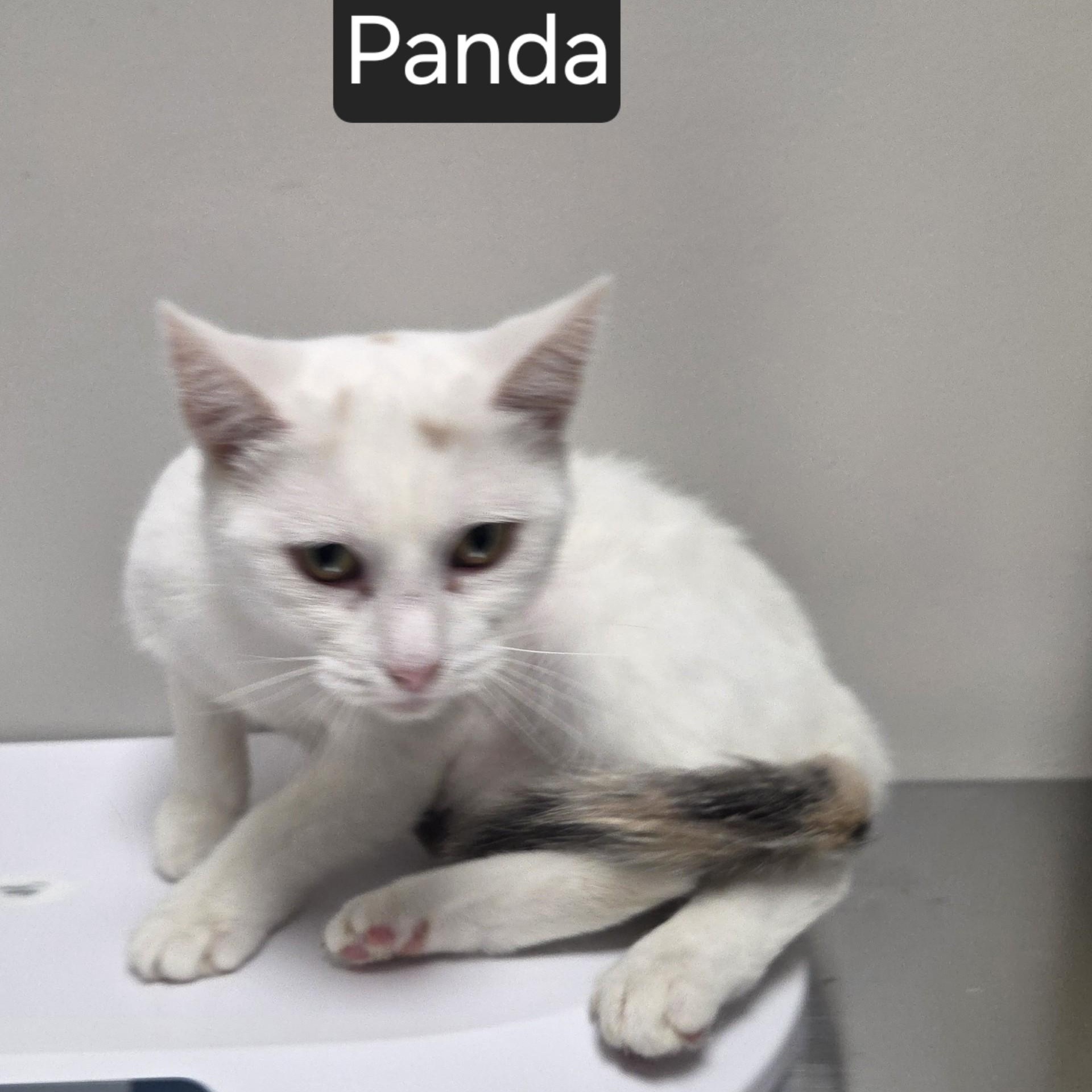 Enlarge Panda, an adopted Domestic Short Hair in SNOW HILL, NC image 2/2